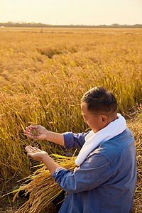 稻田地农民在田野里喜悦地看着丰收的稻穗背景