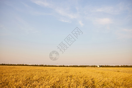 秋季金灿灿的水稻田图片