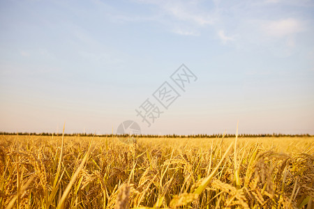 芒种时节金黄稻田背景图片
