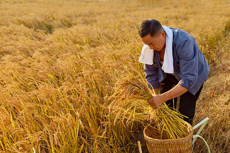 田野里农民收割水稻图片