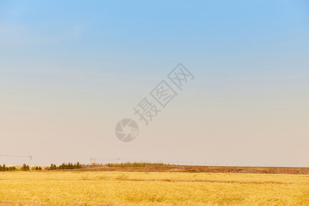 秋季丰收的水稻田图片