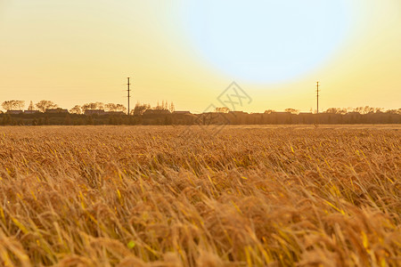 夕阳下的水稻田图片