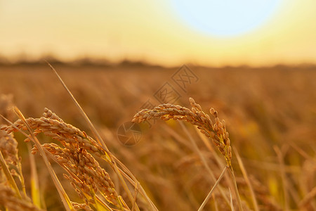 秋季夕阳下的稻穗高清图片