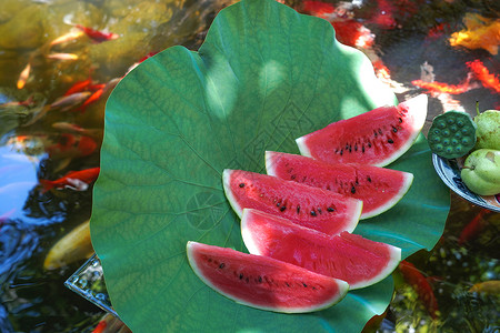夏日西瓜和树叶夏日池塘上的西瓜背景
