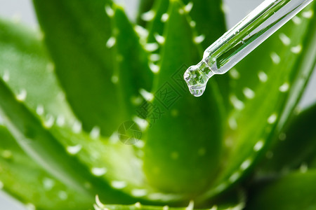 生物食品科学试验芦荟背景