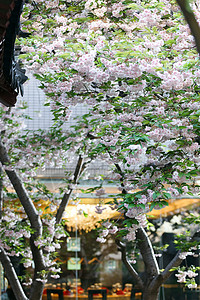 自然美餐厅庭院樱花图片