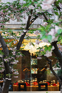 春天橱窗酒店户外的樱花背景