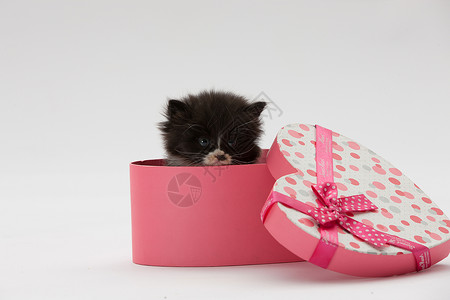 宠物包装玩耍休息的可爱小猫背景