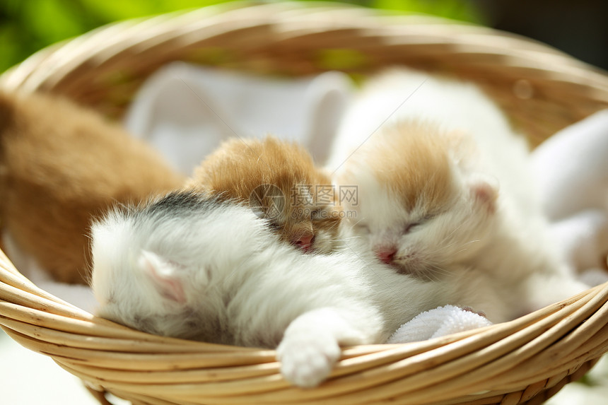 玩耍休息的可爱小猫图片