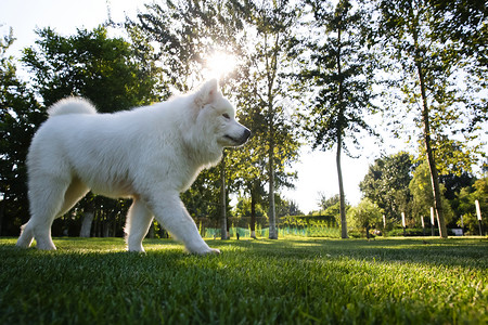 草地上的狗动物保护萨摩树高清图片