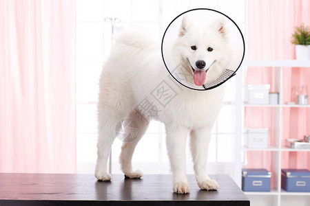 动物白昼萨摩犬狗背景图片