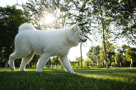 动物白昼萨摩犬狗图片