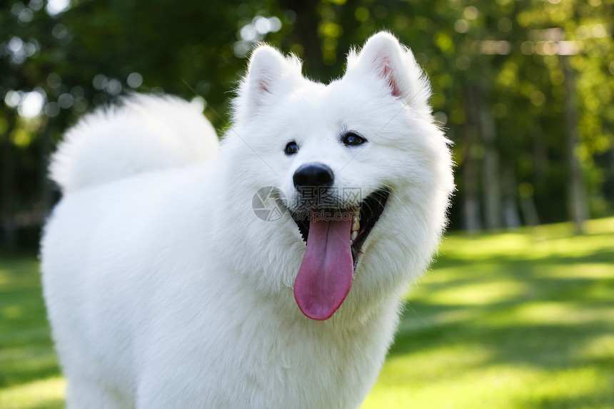 动物白昼萨摩犬狗图片