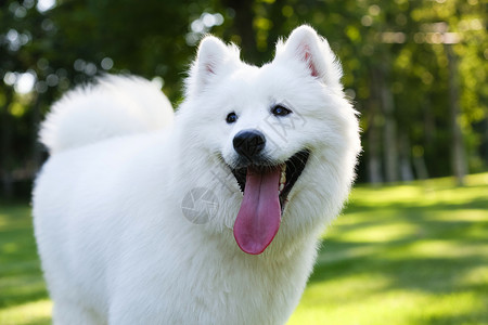 伸舌头的狗动物白昼萨摩犬狗背景