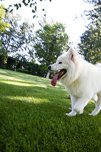 动物白昼萨摩犬狗背景图片