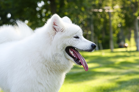 动物白昼萨摩犬狗背景图片