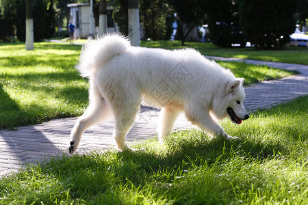 动物白昼萨摩犬狗高清图片