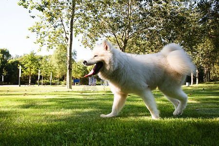 草地上的狗日光萨摩树高清图片