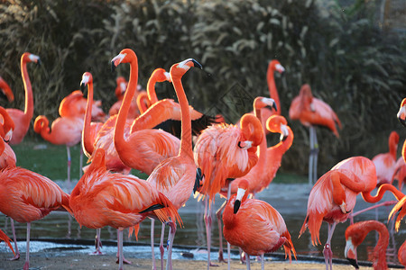 粉色城市素材动物园里面的火烈鸟背景