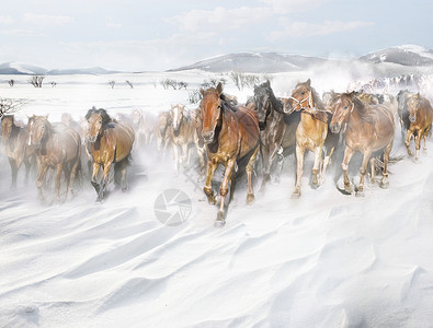 合成山风雪中奔跑的马群背景