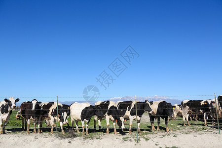田园风光动物奶牛牧场高清图片