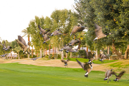 美国动物群高尔夫球场上的鸭子背景