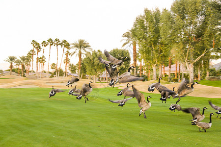 动物日光摄影高尔夫球场高清图片