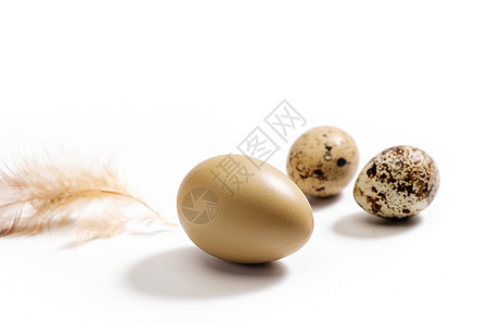 鸡蛋鹌鹑蛋和羽毛背景图片