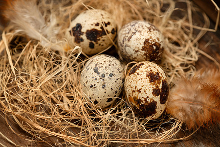 小羽毛巢里的鹌鹑蛋和羽毛背景