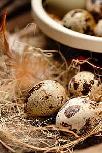 小鹌鹑纯天然巢里的鹌鹑蛋和羽毛背景