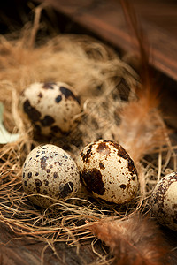 小羽毛原生态巢里的鹌鹑蛋和羽毛背景