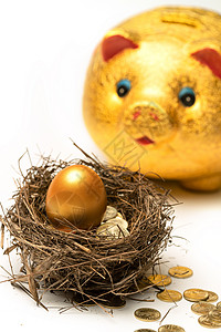 金猪存钱罐和鸟巢里的金币金蛋图片