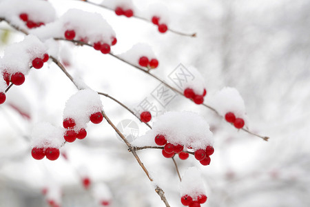 大雪节气背景二十四节气乔木红色雪后的金银木果实背景