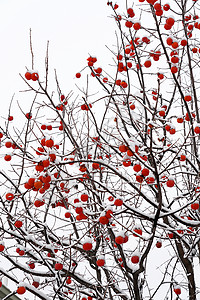 雪中白色树枝雪中的柿子树背景