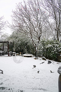 设计鸟笼下雪后的湖边和山上风景背景