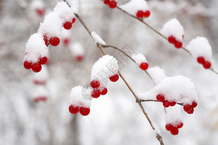 下雪后的湖边和山上风景高清图片