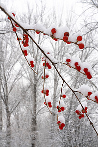 下雪后的湖边和山上风景高清图片