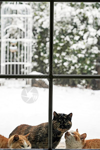 冬至玻璃私家庭院里的猫背景