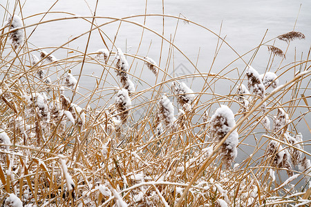 芦花荡公园立冬二十四节气环境大雪后的景象背景