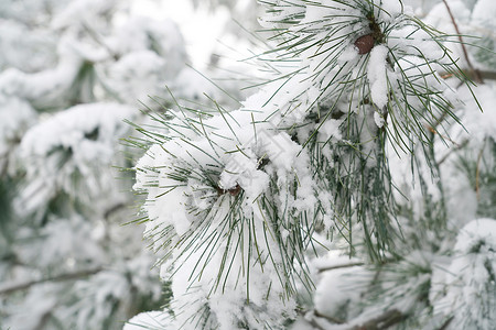 松针树立冬二十四节气环境大雪后的景象背景