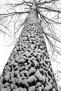 正下方视角立冬二十四节气环境大雪后的景象背景