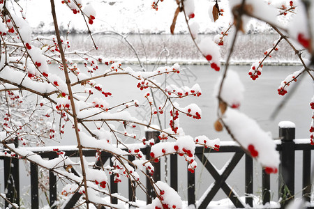 金银木立冬二十四节气环境大雪后的景象背景