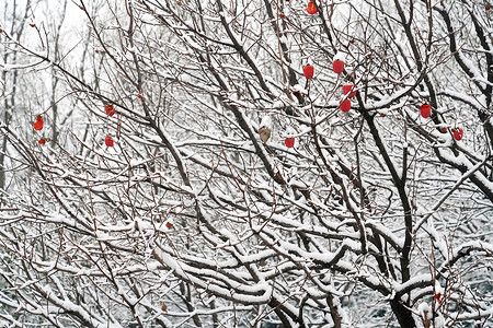 中国凤头立冬风景下雪后的柿子树背景