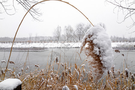 秃树立冬二十四节气环境大雪后的景象背景
