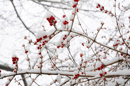 乔木植物素材立冬二十四节气环境大雪后的景象背景