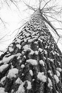 正下方视角立冬二十四节气环境大雪后的景象背景