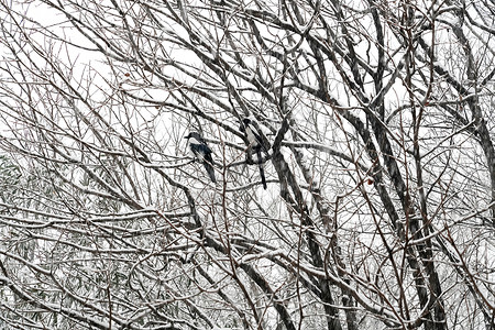 立冬二十四节气环境大雪后的景象高清图片