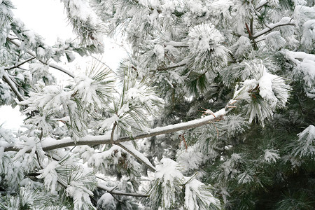 松针树被雪覆盖的树木背景