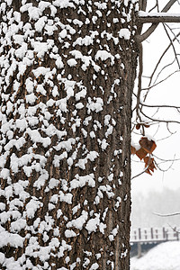 被雪压着的树枝被雪覆盖的树木背景