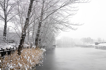 芦苇场景被雪覆盖的树木背景